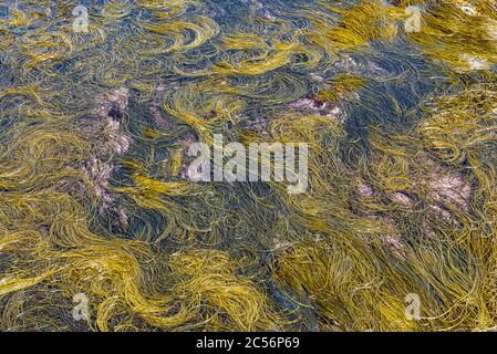 Seaweed in the ocean creating natural texture abstract image Stock Photo