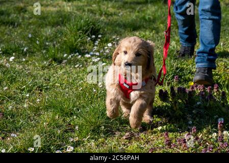 An 8 week old Mini Goldendoodle (a mixture of a golden retriever and a miniature poodle) on a walk Stock Photo
