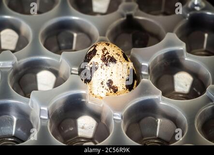 One last quail egg in a plastic bag. Stock Photo