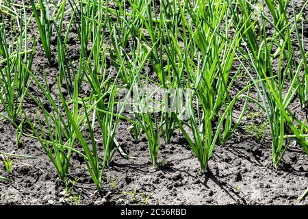 Fresh shoots of young onions on a garden bed. Stock Photo