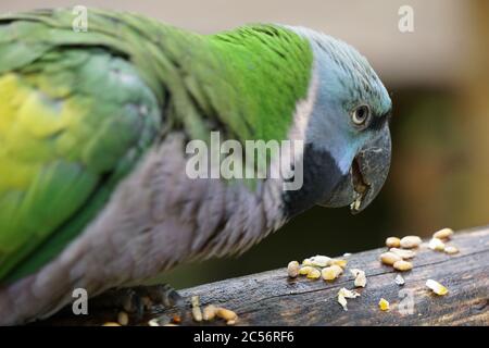 Selective focus shot of blue-headed macaw eating seeds on the log Stock Photo