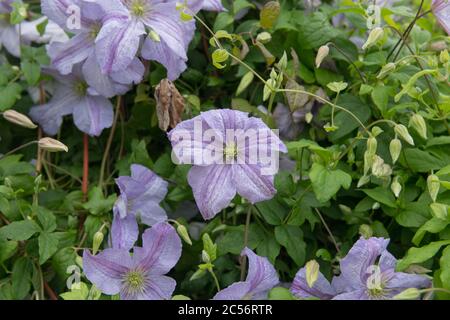 Summer Flowering Deciduous Climbing Clematis Plant (Clematis 'Emilia Platter') Growing up a Pergola in a Country Cottage Garden in Rural Devon, Englan Stock Photo