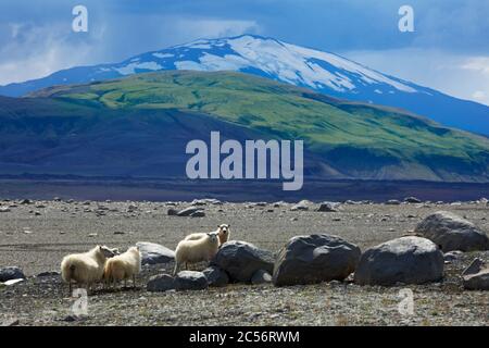 Sheep in the Geroell fields of the Budarhals in front of the volcano Hekla surrounded by dark clouds. Stock Photo