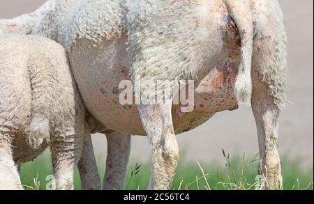 Close-up of sheep udder, selective focus, white sheep Stock Photo