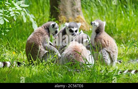 Ring tailed lemur (Lemur catta) sitting on the ground Stock Photo