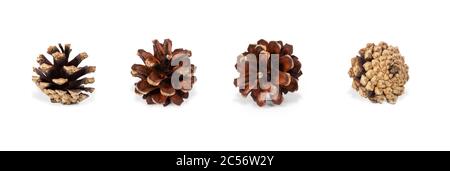 Pine cone set on white background. Macro shot of pinecone in high resolution isolated. Stock Photo