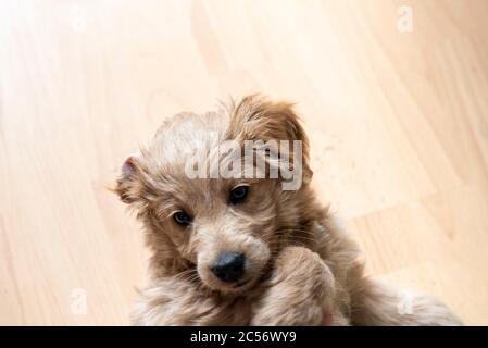 An 8 week old Mini Goldendoodle (a mixture of Golden Retriever and Miniature Poodle) lies on the back. Stock Photo