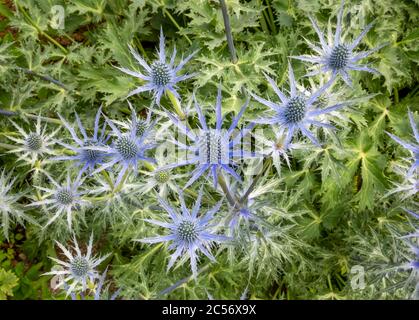 Close up from above of Eryngium × zabelii 'Big Blue', Sea Holly, blue flowers with green leaves in background. Stock Photo
