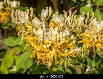 Close up group of yellow and white Honeysuckle, Lonicera etrusca 'Michael Rosse' flowers in full sun. Green leaves blurred in background. Stock Photo