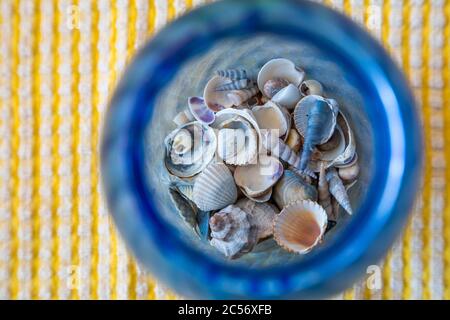 Seashells Collection, souvenirs from summer holidays Stock Photo