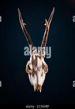Deer skull trophy isolated on black. Horned skull of doe. Stock Photo