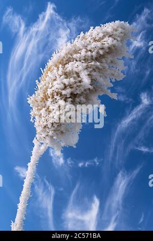 Winter season concept: reed branch with hoarfrost on a background of expressive blue sky with clouds Stock Photo