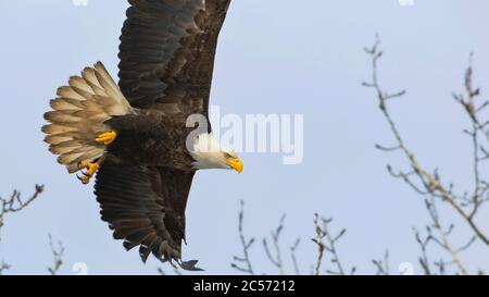 Bald Eagle hunting,  flying low over tree top, alert.