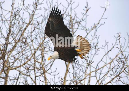 Bald Eagle in flight while hunting, showing sharp talons.