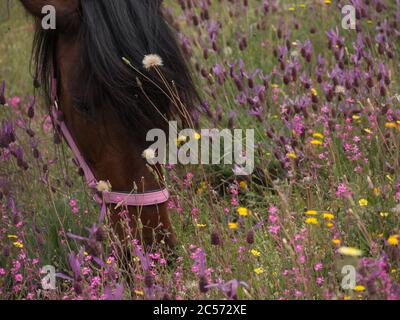 Close up of Andalusian mare grazing in a meadow of lavender. Stock Photo