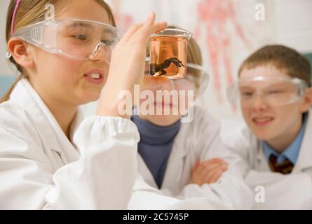 Curious junior high school students examining science specimen Stock Photo