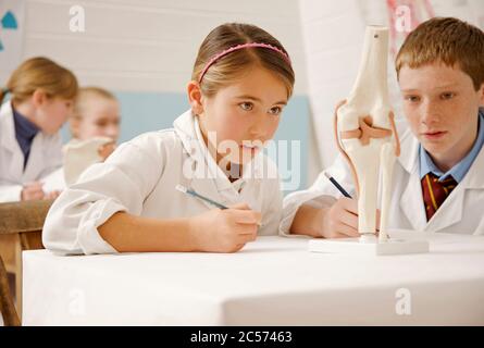 Curious junior high school students looking at bone model in science class Stock Photo
