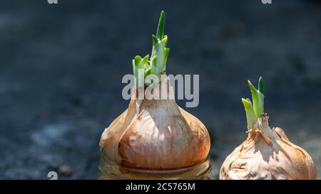 Green onions sprouting from the bulb in selective focus on gray background. little leaves of green onions. Spring concept Stock Photo