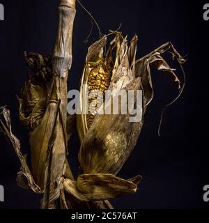 Withered corncob with leaves on black background Stock Photo