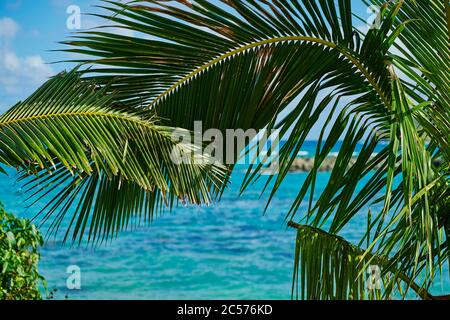 Coconut palms or coconut palm (Cocos nucifera), Makai Research Pier, Kaupo Beach Park, Hawaii, United States Stock Photo