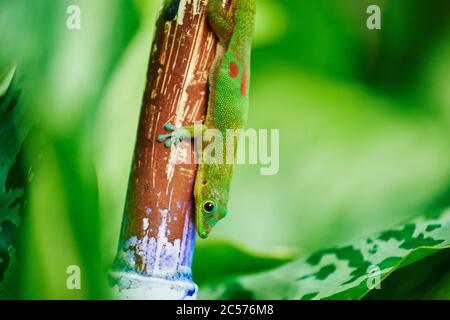 Gold dust day gecko (Phelsuma laticauda) on a leaf, Hawaiian island of Oahu, Hawaii, Aloha State, USA Stock Photo