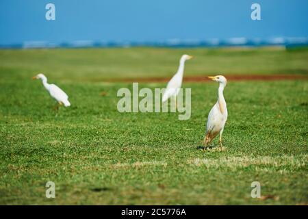 Cattle Egret, Bubulcus ibis, standing sideways, Hawaii, Aloha State, United States Stock Photo