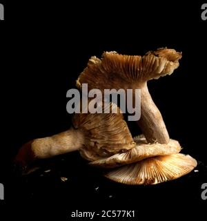 Mushrooms on a black background Stock Photo