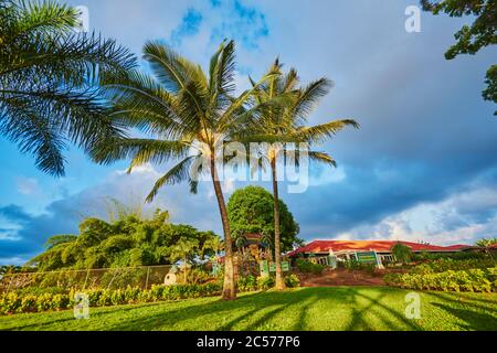 Coconut palm or coconut palm (Cocos nucifera), Maili Beach Park, Leeward Coast, Waikiki, Hawaii, United States Stock Photo