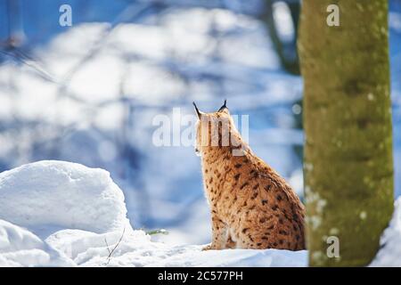 European lynx (Lynx lynx) in winter, sitting sideways, Bayernn Forest National Park, Bayern, Germany Stock Photo