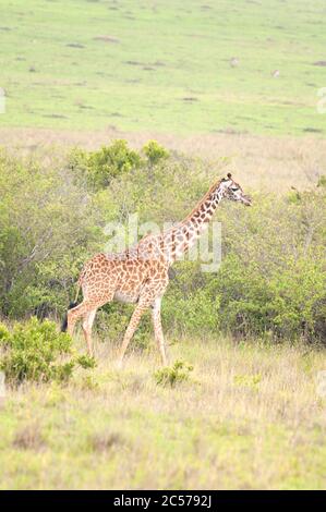 Masai Giraffe, Giraffa camelopardalis, female in Masai Mara National Reserve. Kenya. Africa. Stock Photo