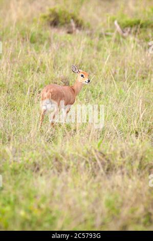 Steenbok or steinbuck, Raphicerus campestris, female foraging in Masai Mara National Reserve. Kenya. Africa. Stock Photo