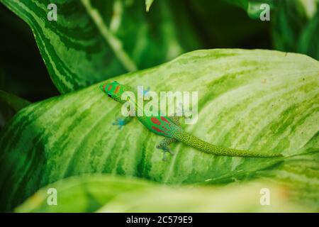Gold dust day gecko (Phelsuma laticauda) on a leaf, Hawaiian island of Oahu, Hawaii, Aloha State, USA Stock Photo