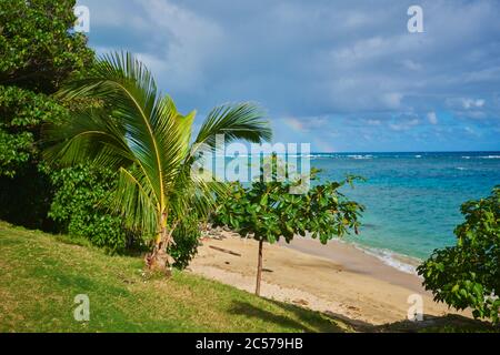 Coconut palms or coconut palm (Cocos nucifera), Makai Research Pier, Kaupo Beach Park, Hawaii, United States Stock Photo