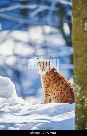 European lynx (Lynx lynx) in winter, sitting sideways, Bayernn Forest National Park, Bayern, Germany Stock Photo