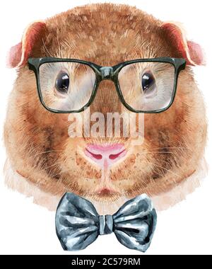 Watercolor portrait of Teddy guinea pig with bow-tie and glasses on white background Stock Photo