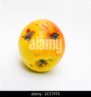 Rotten apple isolated on a white background Stock Photo
