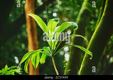 Club lily (Cordyline fruticosa), agave plant from the tropical rainforest, Hawaii, Aloha State, United States Stock Photo