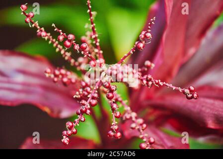 Club lily (Cordyline fruticosa), agave plant from the tropical rainforest, Hawaii, Aloha State, United States Stock Photo