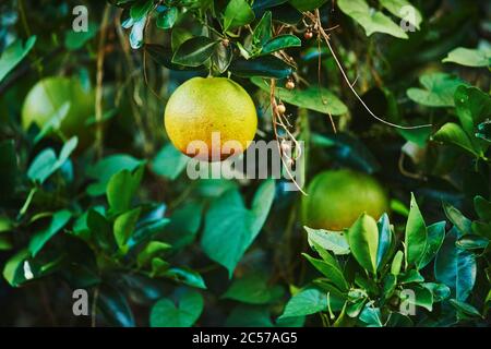 Grapefruit (Citrus x paradisi), fruits hang on tree branch, Hawaii, Aloha State, United States