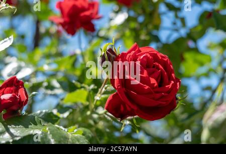 Beautiful red Rose blooming in summer garden. Roses flowers growing outdoors, nature, blossoming flower background. Stock Photo