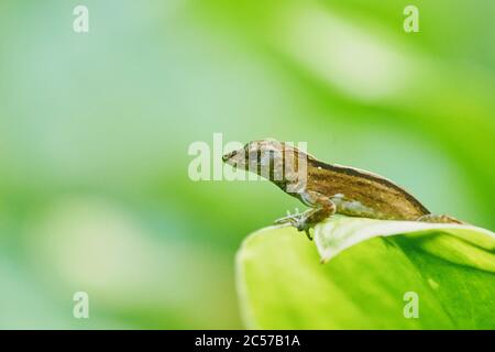 Bahamaanolis (Anolis sagrei) on a leaf, Hawaiian Island of Oahu, Hawaii, Aloha State, USA Stock Photo