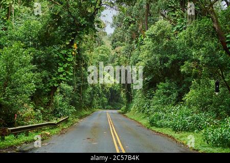 Road through the rainforest to the Nu'uanu Pali Lookout, Nu'uanu Pali, Honolulu, Oahu Island, Oahu, Hawaii, Aloha State, USA Stock Photo