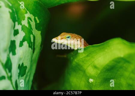 Bahamaanolis (Anolis sagrei) on a leaf, Hawaiian Island of Oahu, Hawaii, Aloha State, USA Stock Photo