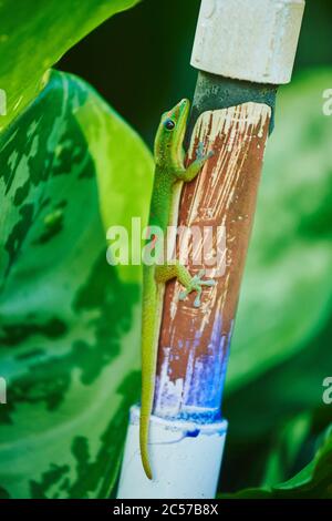Gold dust day gecko (Phelsuma laticauda) on a leaf, Hawaiian island of Oahu, Hawaii, Aloha State, USA Stock Photo