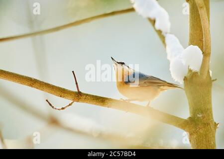 Nuthatch, Sitta europaea, sitting sideways, Bavarian Forest National Park Stock Photo