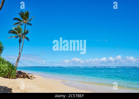 Coconut palms or coconut palm (Cocos nucifera), Hanauma Bay, Hawaii, United States Stock Photo