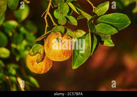 Grapefruit (Citrus x paradisi), fruits hang on tree branch, Hawaii, Aloha State, United States