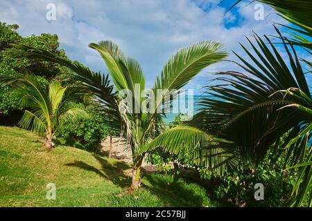 Coconut palms or coconut palm (Cocos nucifera), Makai Research Pier, Kaupo Beach Park, Hawaii, United States Stock Photo