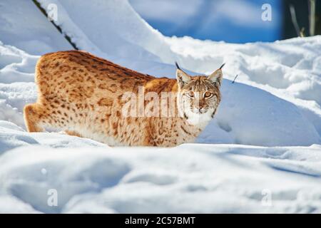 European lynx (Lynx lynx) in winter, sideways, walking, Bayernn Forest National Park, Bayern, Germany Stock Photo