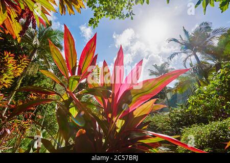 Club lily (Cordyline fruticosa), agave plant from the tropical rainforest, Hawaii, Aloha State, United States Stock Photo